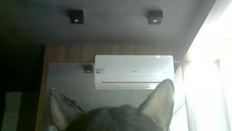 Snapshot of skinnykittencam chatting on 06/28/26, 01:28 skinnykittencam online show from 06/28/26, 01:28