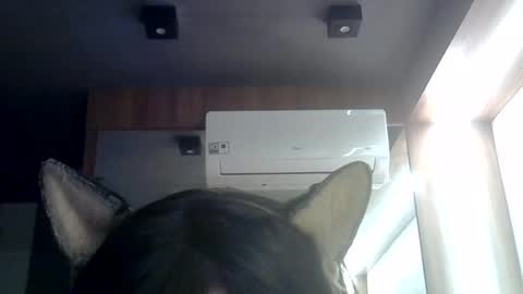 Snapshot of skinnykittencam chatting on 07/03/26, 08:43 skinnykittencam online show from 07/03/26, 08:43