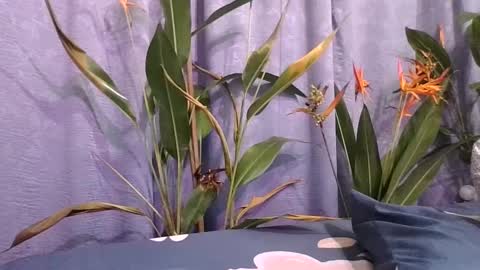 Snapshot of slcouple7 chatting on 12/16/24, 12:15 Slcouple online show from 12/16/24, 12:15