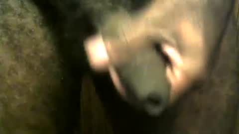 snkr1244 online show from 12/28/24, 07:55