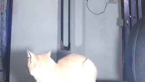 sofiadoll77 online show from 03/01/25, 10:53