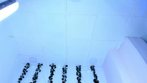 SOPH  online show from 01/31/25, 01:11