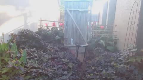 srtxshow online show from 10/18/25, 01:23