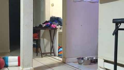 Submissive Slut LOVES adoration online show from 01/29/25, 12:45