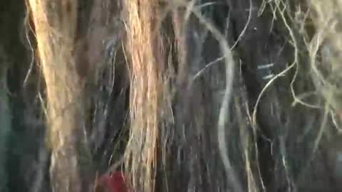 starjewelsxo12 online show from 03/06/26, 03:30