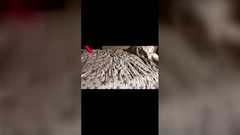 Stony online show from 12/21/25, 11:28