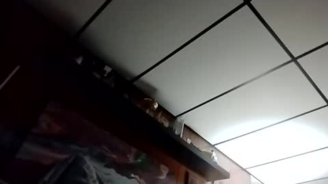 Snapshot of talldrink62 chatting on 10/27/25, 02:48 The Man of Steel online show from 10/27/25, 02:48