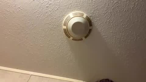 Lilbeebs online show from 10/27/25, 10:58