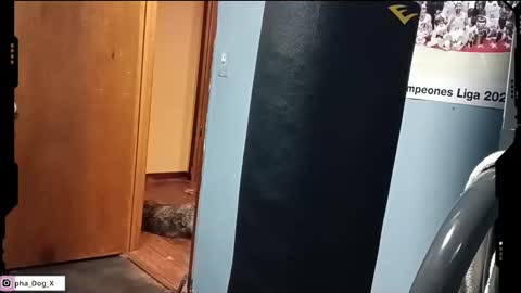 Snapshot of the_alpha_dog_xxx chatting on 03/10/25, 06:23 the_alpha_dog_xxx online show from 03/10/25, 06:23