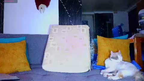 the dog lian online show from 06/28/26, 12:27