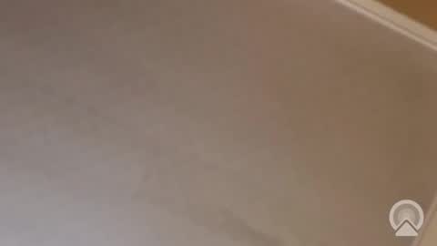 Antique-Shirt2516 online show from 11/13/25, 12:09