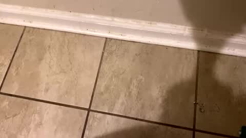  The real Mandingo  online show from 02/12/25, 02:21