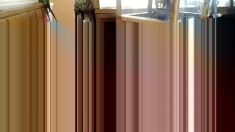 trypodman online show from 12/25/24, 03:49