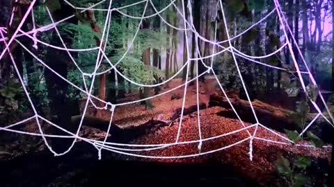 Jessie online show from 10/28/25, 08:00