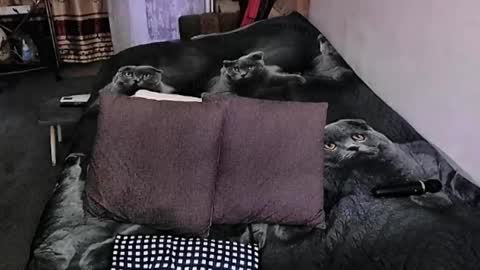 Lana online show from 09/20/25, 10:55