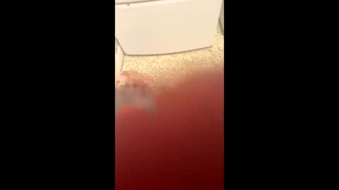 Slave bitch online show from 03/23/26, 02:59