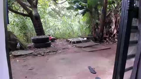 venus ... zeus sheer  online show from 12/16/25, 12:54