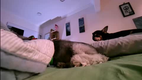 veronica online show from 01/17/26, 10:46