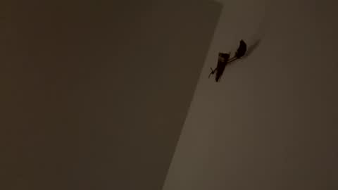 Snapshot of walter204 chatting on 11/09/25, 08:18 walter204 online show from 11/09/25, 08:18