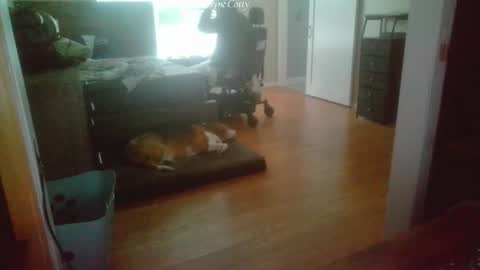 WayneCotty online show from 07/16/26, 04:24
