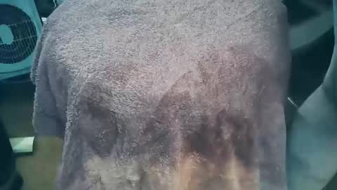 wildman6 online show from 03/26/26, 07:19