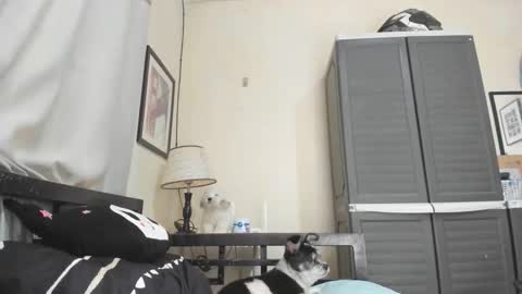 xdreamangel online show from 01/03/25, 07:16