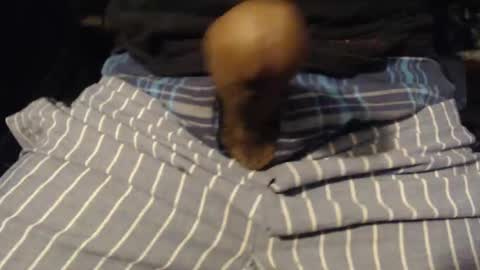 xentric777 online show from 10/31/25, 08:04