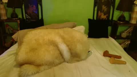 Snapshot of xxxpamelabombxxx chatting on 02/28/25, 07:46 PAMPAM online show from 02/28/25, 07:46