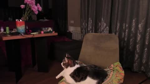 Max online show from 11/14/25, 04:33