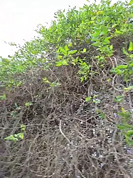 SexyErola27 online show from 12/21/25, 03:30