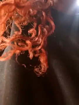 Swirly blac online show from 03/24/26, 07:24