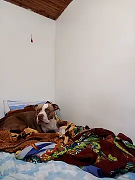 sebasxx97 online show from 11/12/25, 02:17