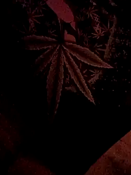 ySqmbVanbe online show from 02/05/26, 07:02