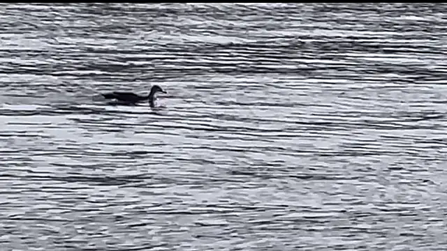 Snapshot of tokimori chatting on 02/28/25, 06:54 tokimori online show from 02/28/25, 06:54