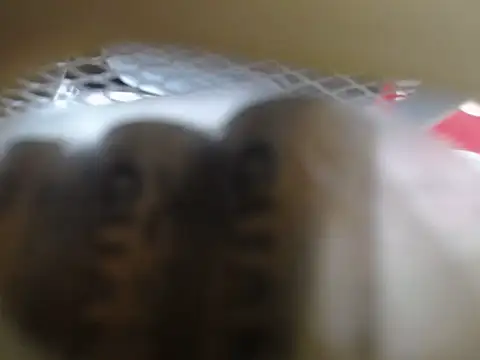 lovense test04 online show from 02/11/26, 01:32