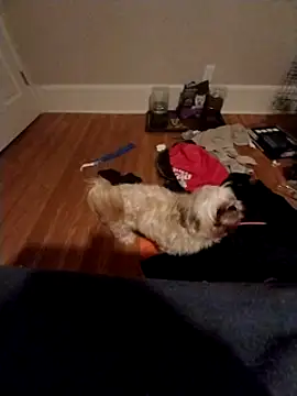 Snapshot of 420getsmehorny chatting on 12/16/24, 02:04 420getsmehorny online show from 12/16/24, 02:04