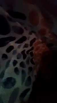 Xoc8  online show from 12/08/24, 08:47