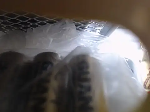 Snapshot of Lovensetest chatting on 10/11/25, 06:45 Lovensetest online show from 10/11/25, 06:45