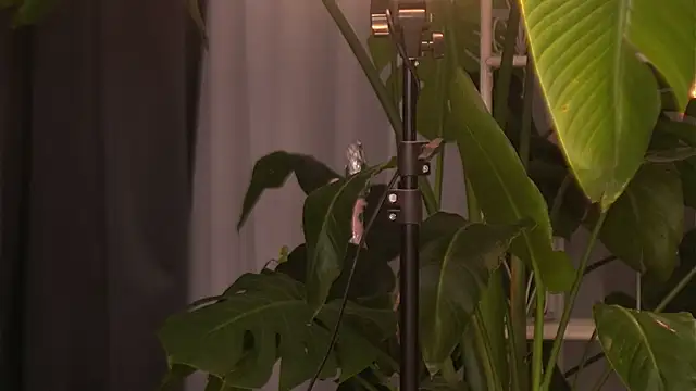 EmilyRaymont online show from 10/06/25, 04:10