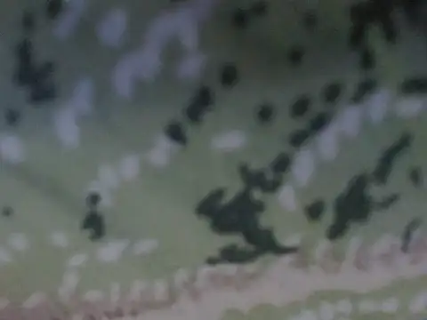 Snapshot of silky_milky chatting on 10/31/25, 08:21 silky milky online show from 10/31/25, 08:21