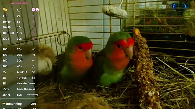 Sophie Bell online show from 02/07/25, 09:04