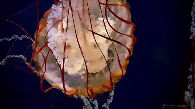 streamy test11 online show from 12/03/24, 09:55