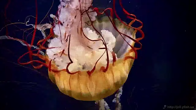 streamy test11 online show from 12/04/24, 08:34