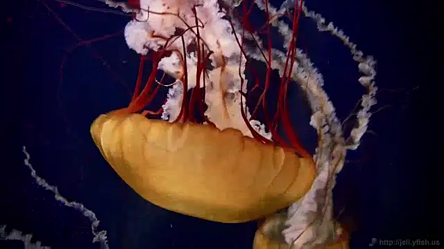 streamy test11 online show from 12/09/24, 08:11