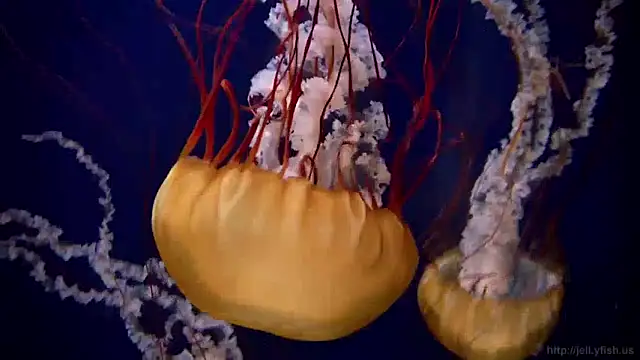 streamy test11 online show from 12/16/24, 08:09