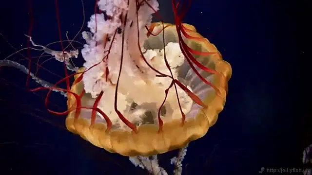 streamy test11 online show from 01/14/25, 08:20