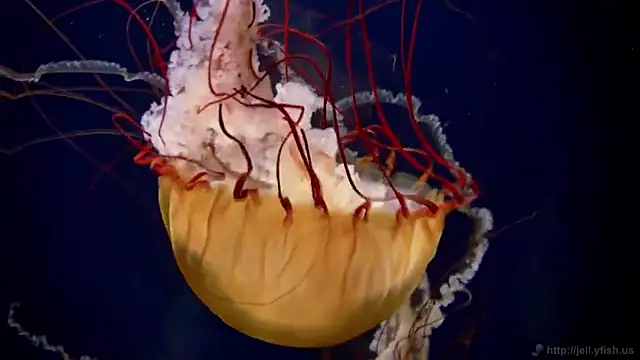 streamy test11 online show from 01/31/25, 08:11