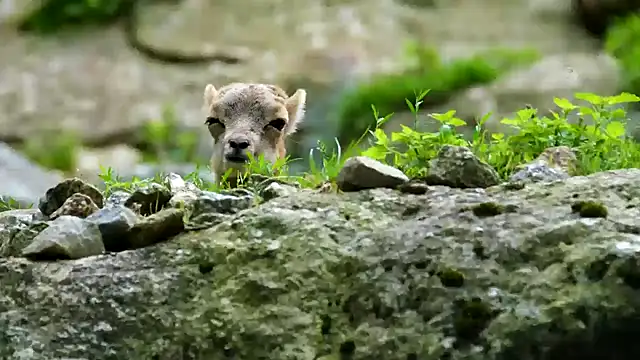 streamy test11 online show from 02/03/25, 12:03