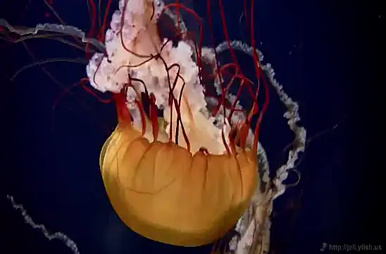 streamy test11 online show from 02/04/25, 08:13