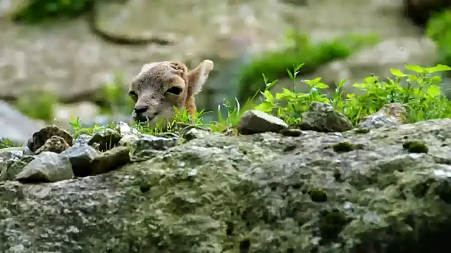 streamy test11 online show from 02/11/25, 03:51